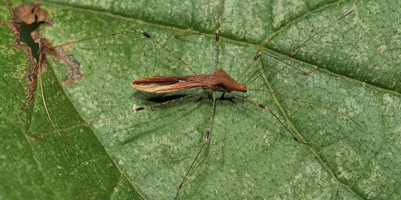 Berytidae: Metatropis rufescens ? S !